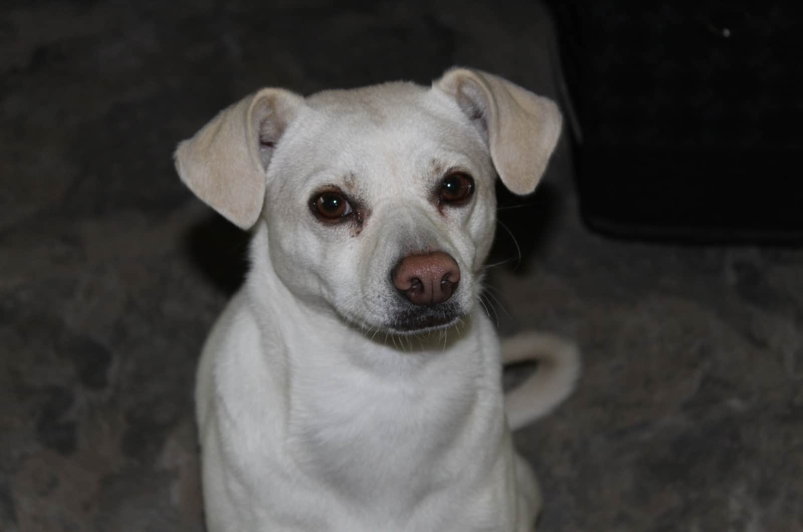 Labrahuahua puppy sitting