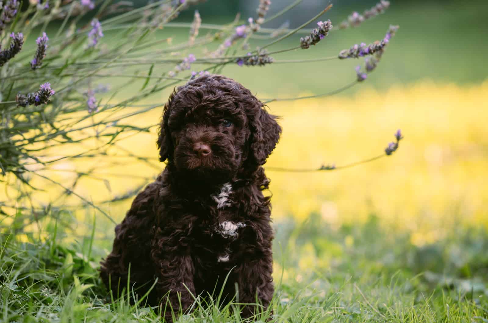 Lagotto Romagnolo puppy sits in the grass