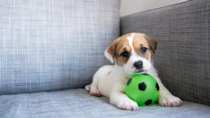 Leaving A Puppy Alone At Home For The First Time: 12 Tips