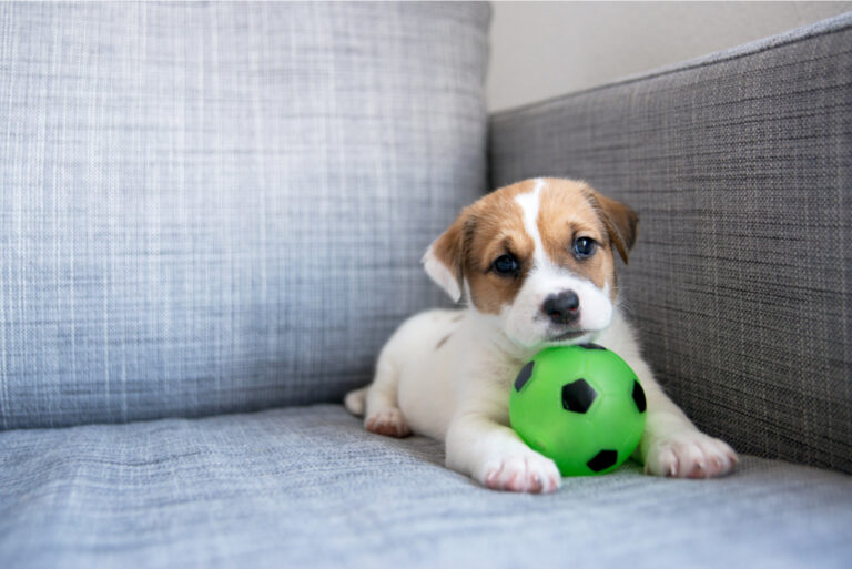 cute little puppy on the couch with ball