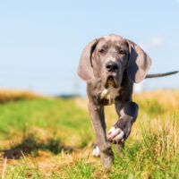 great dane puppy walking in the field