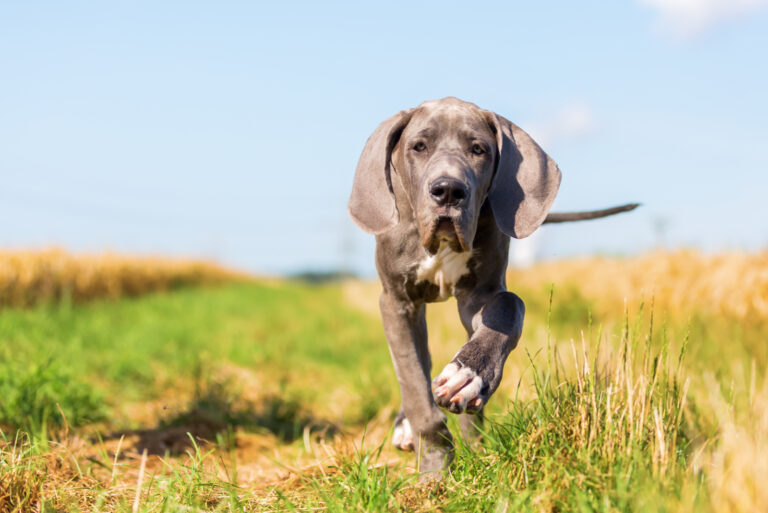 great dane puppy walking in the field