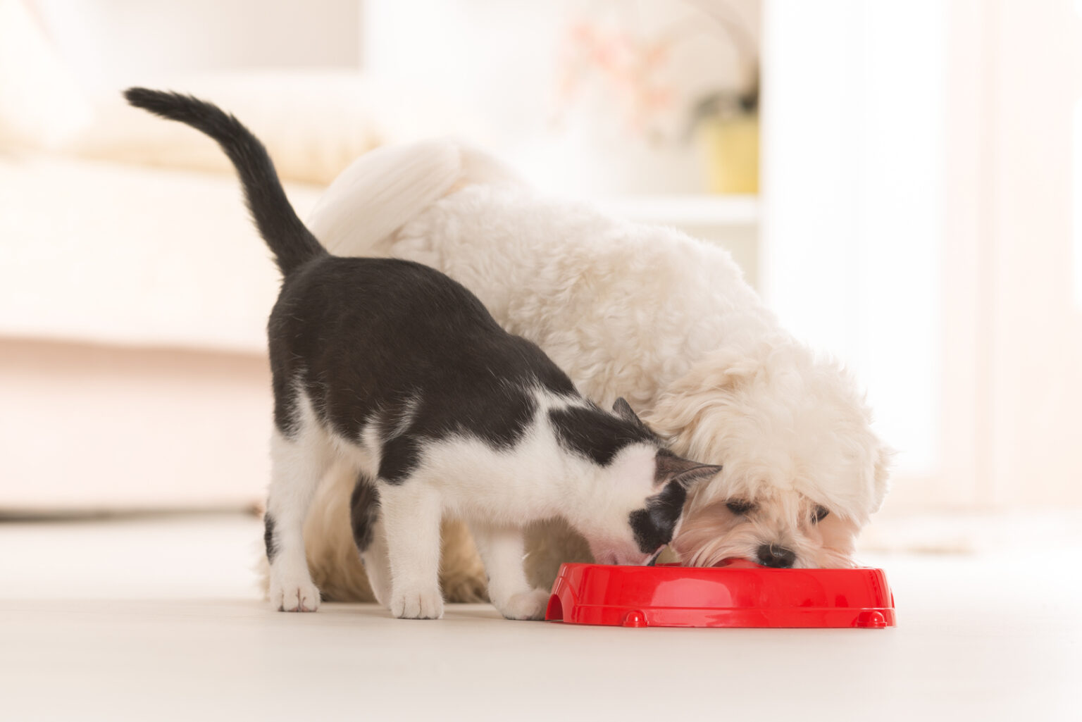 Helpful Tricks For How To Stop Dog From Eating Cat Food