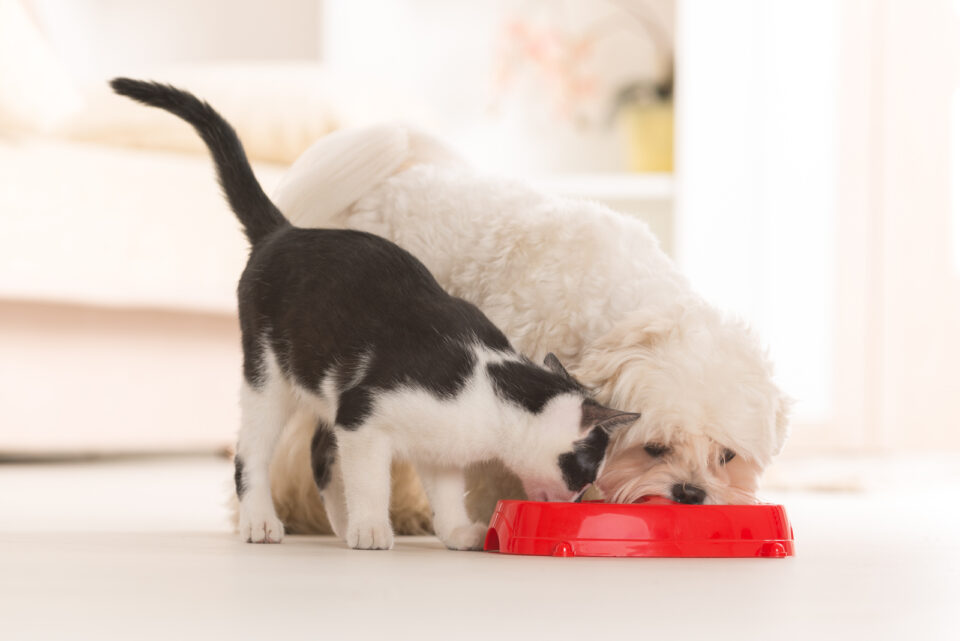 Helpful Tricks For How To Stop Dog From Eating Cat Food
