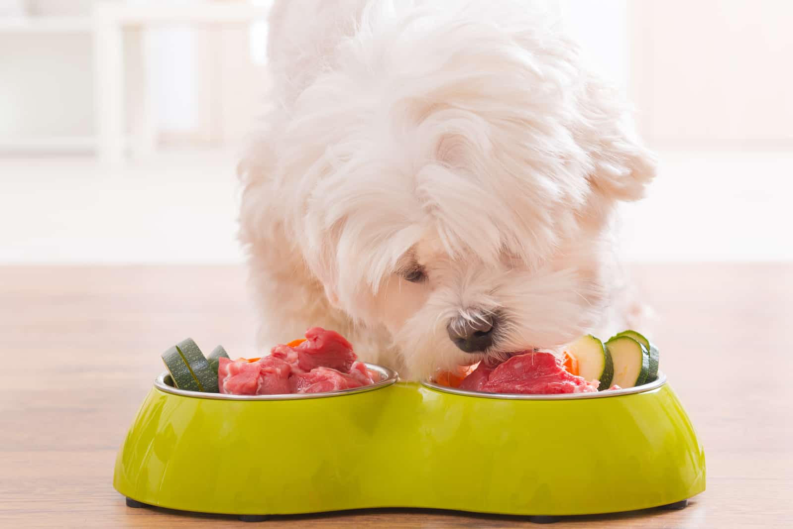 Little dog maltese eating natural, organic food from a bowl at home