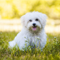 Maltese puppy in grass
