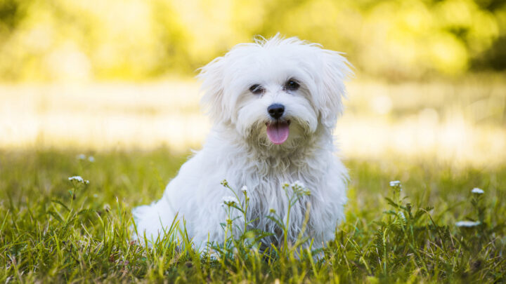 Maltese Breeders In Ontario: Best 5 Choices