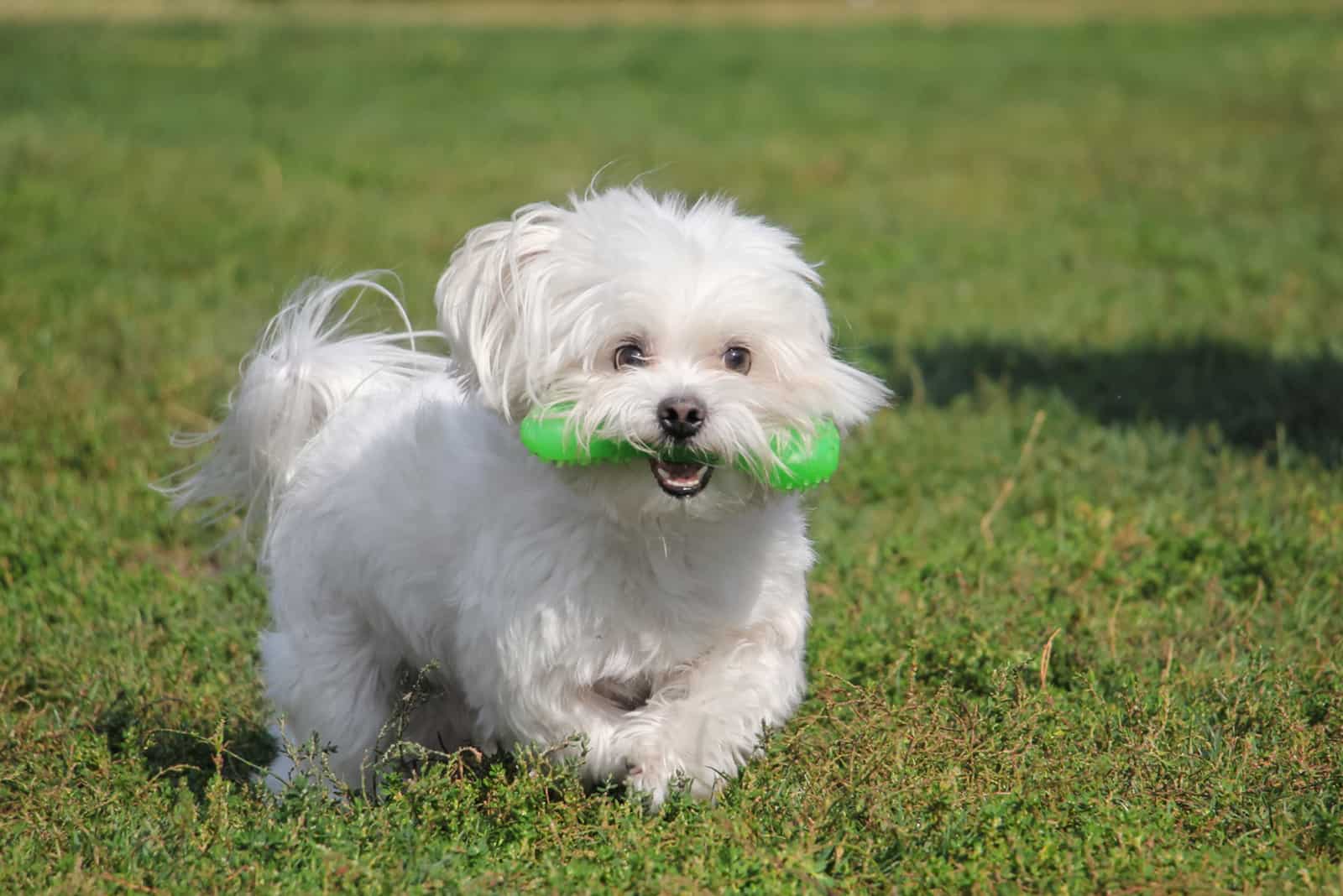 Maltese running on grass