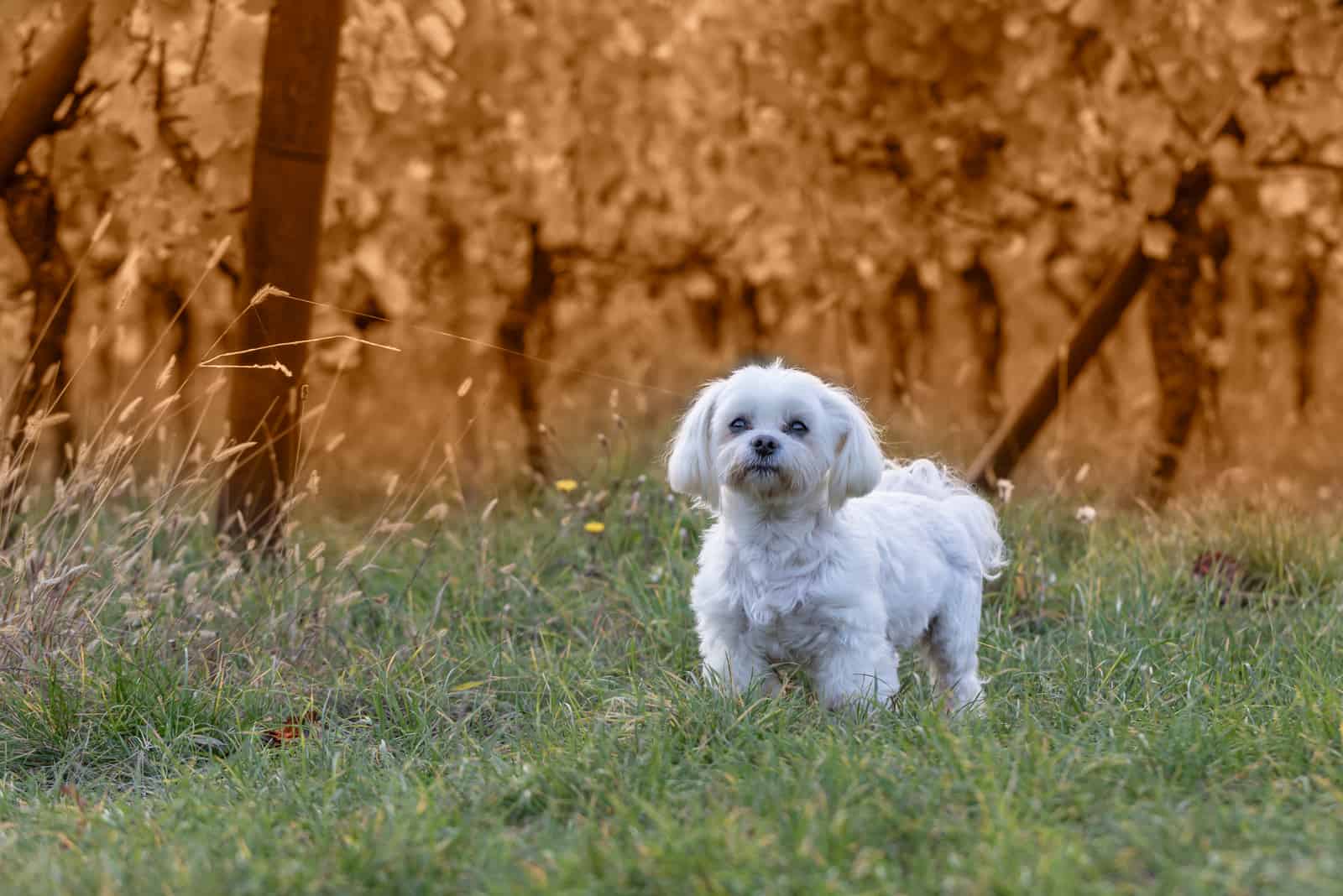 Maltese walking on grass