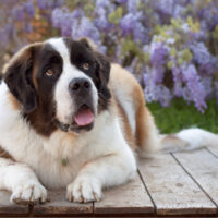 purebred saint bernard