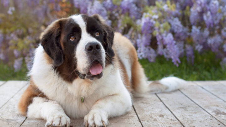 Meet 23 Saint Bernard Mixes: A List Of Heavenly Good Boys