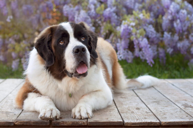purebred saint bernard