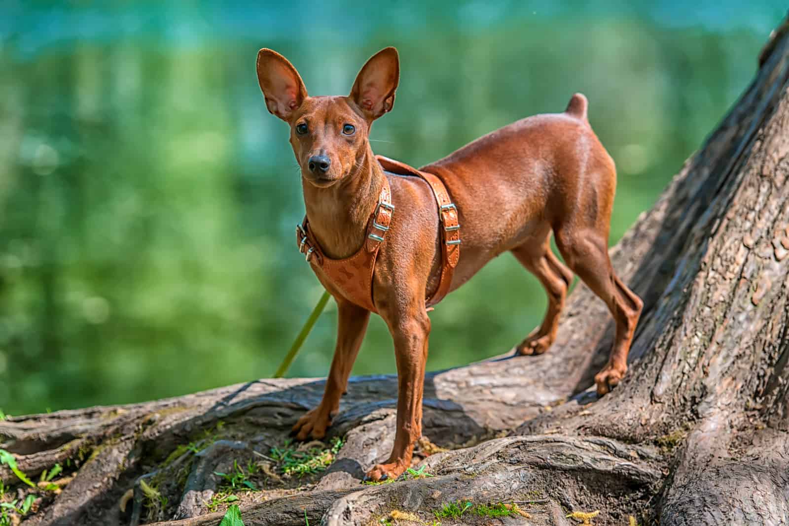 Miniature Pinscher standing on a tree