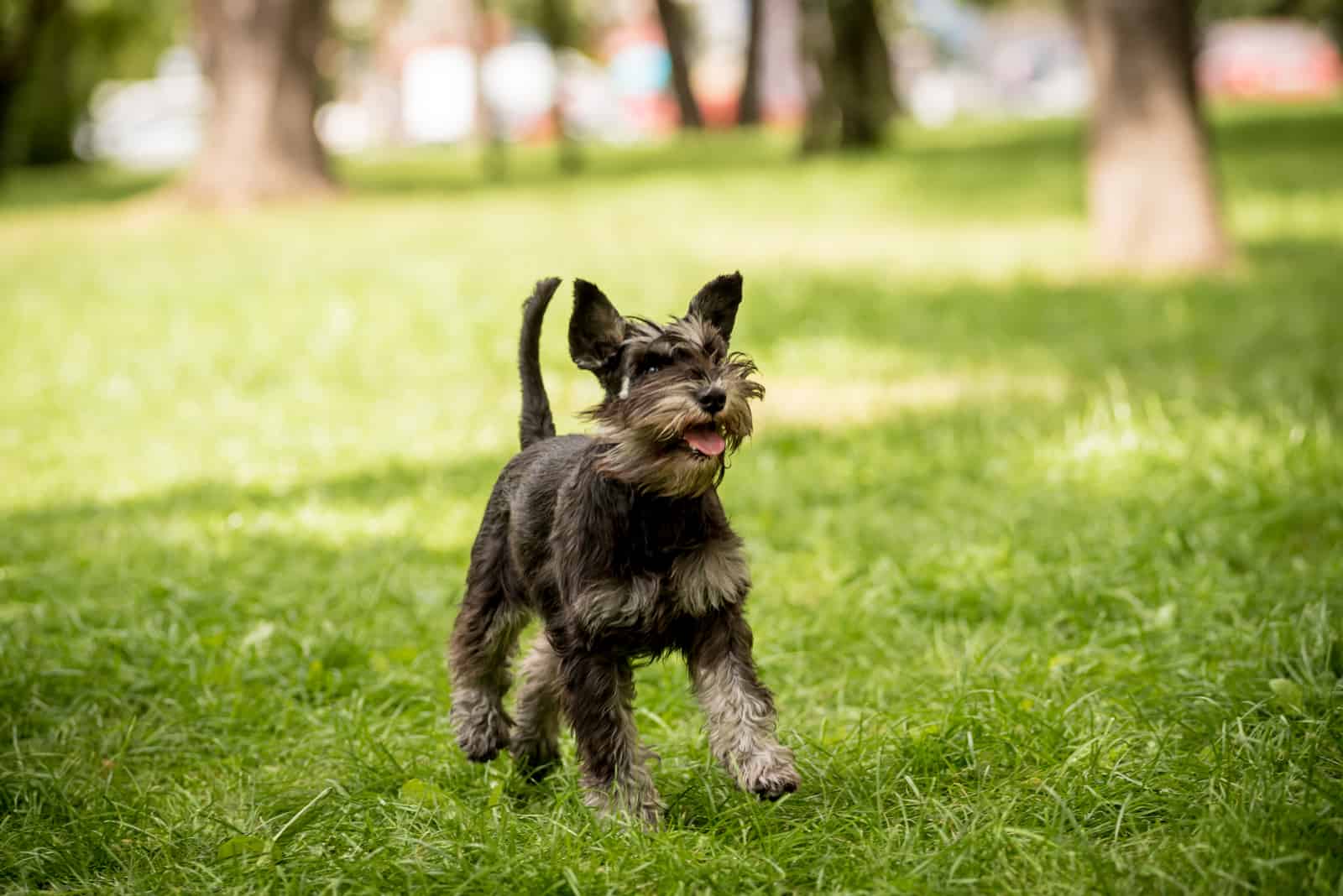 Miniature Schnauzer running on grass