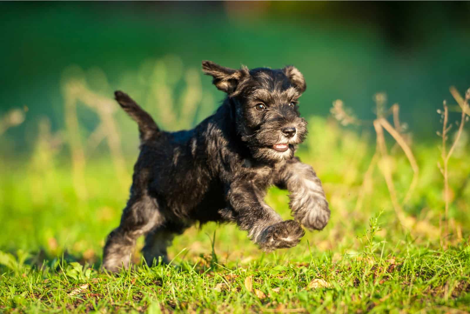 Miniature Schnauzer running outside