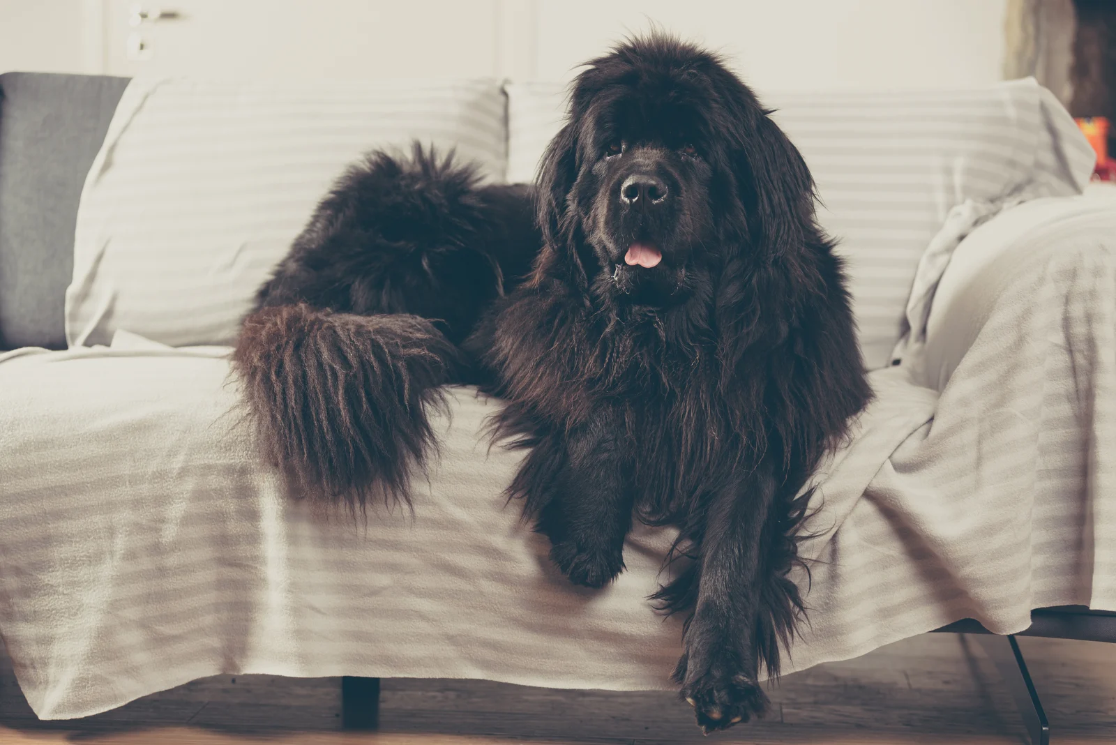 Newfoundland dog at home is laid out on the sofa