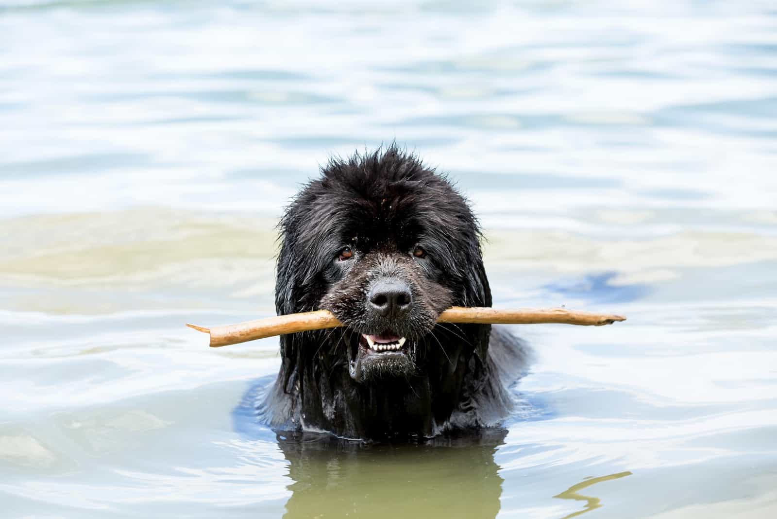 Newfoundland is played in the water