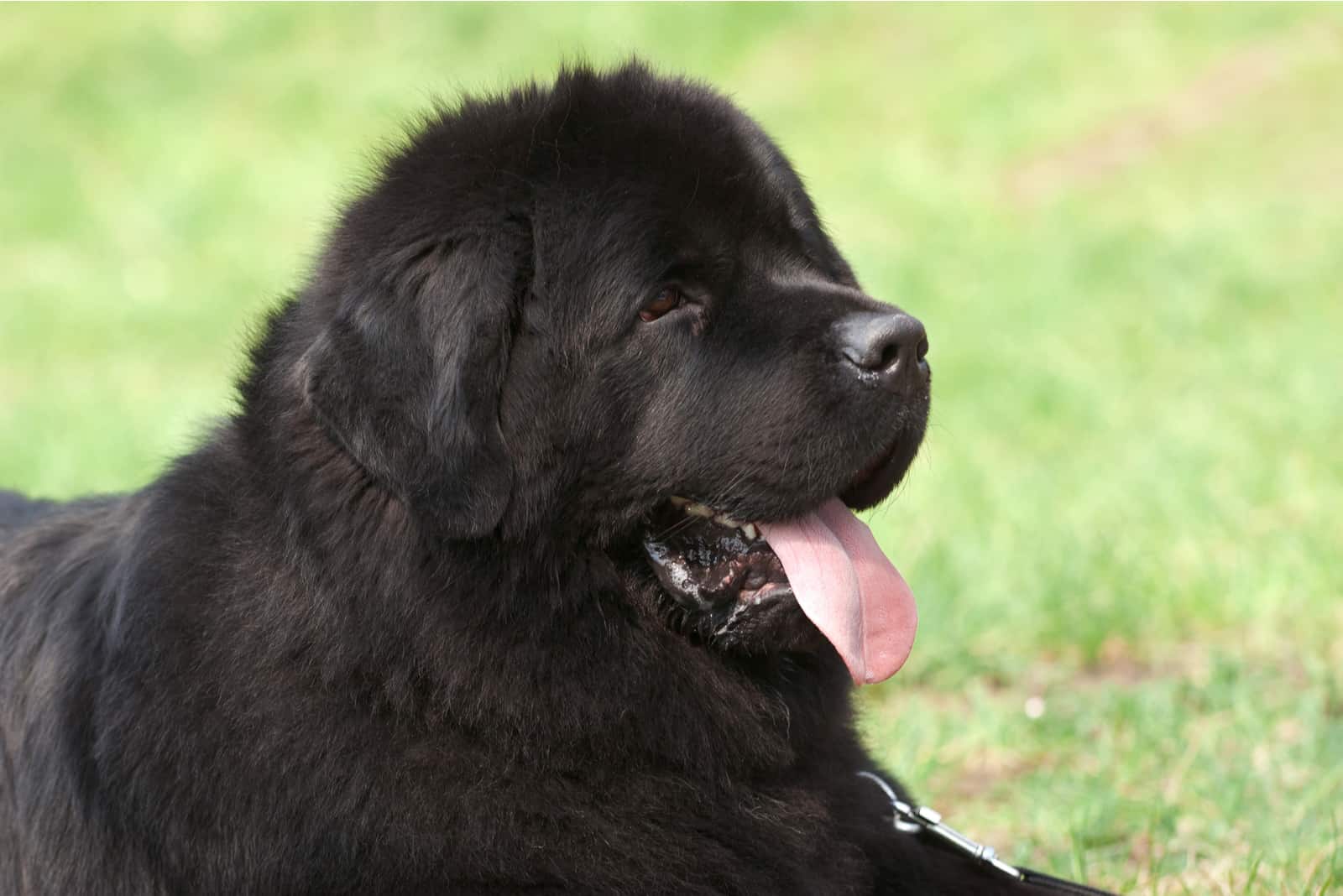Newfoundland lies with its tongue out