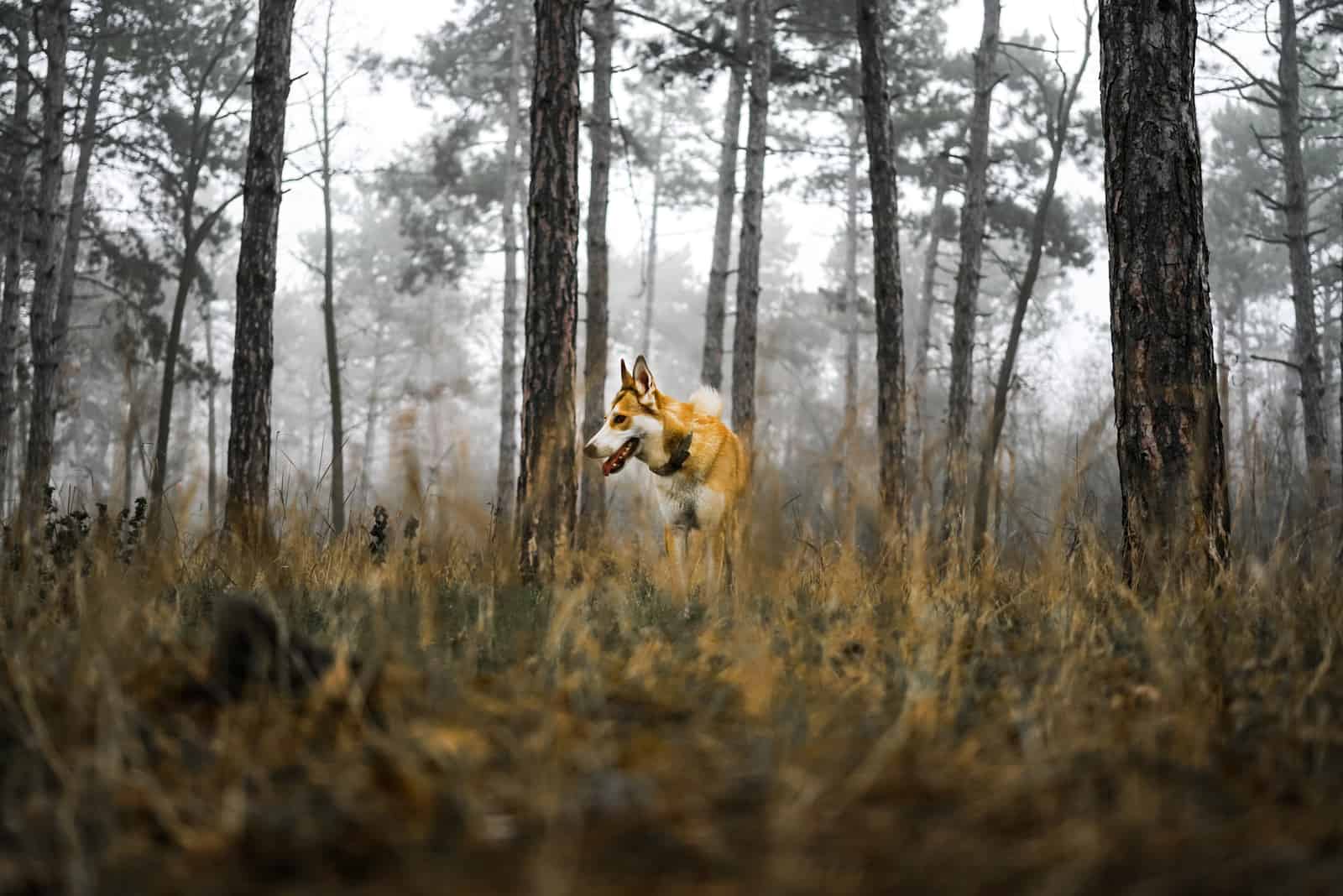 Norwegian Lundehund in the forest