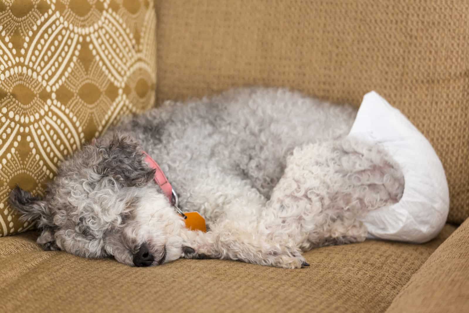 Old yorkshire terrier poodle mix dog asleep on couch and wearing a doggy diaper