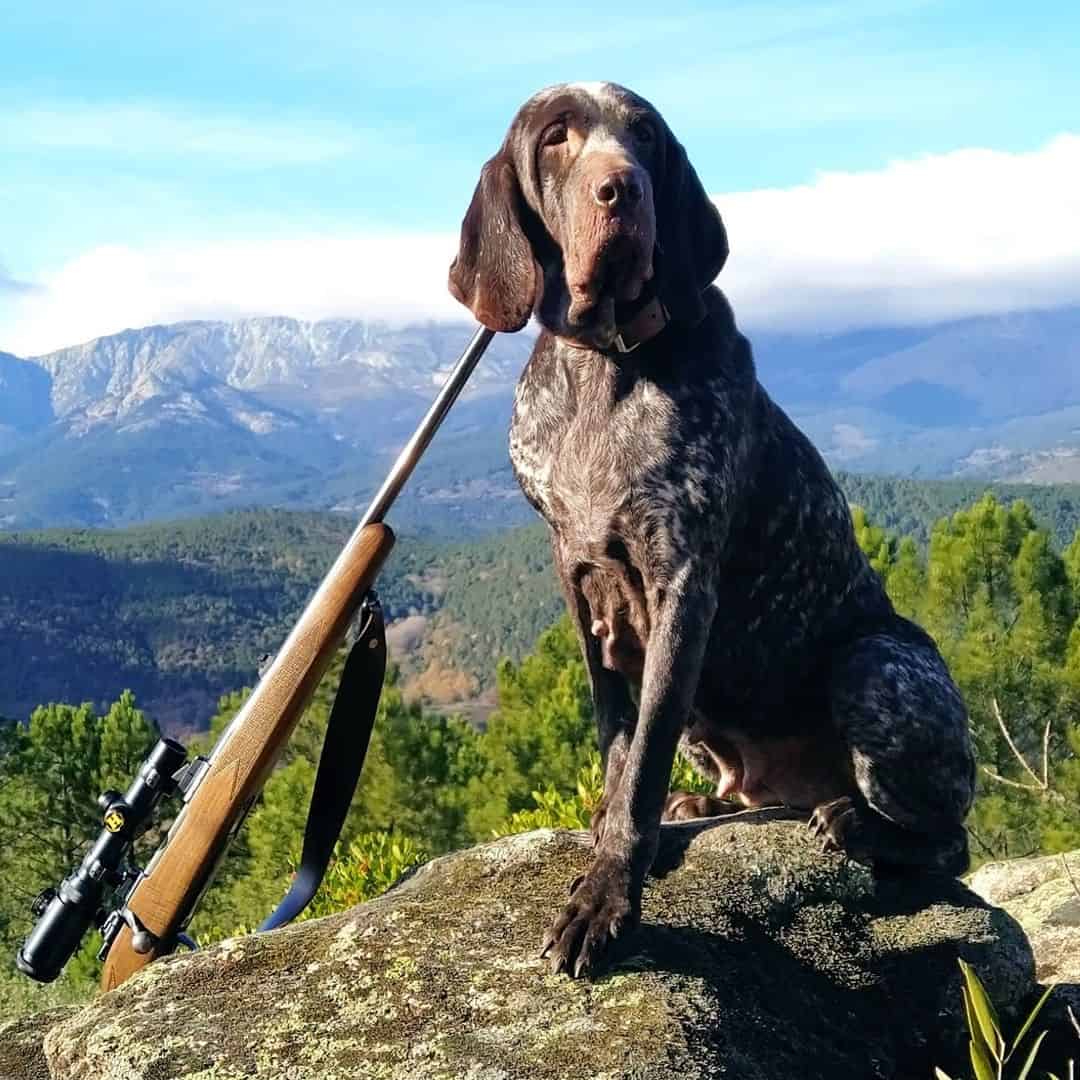 Pachón Navarro dog in nature