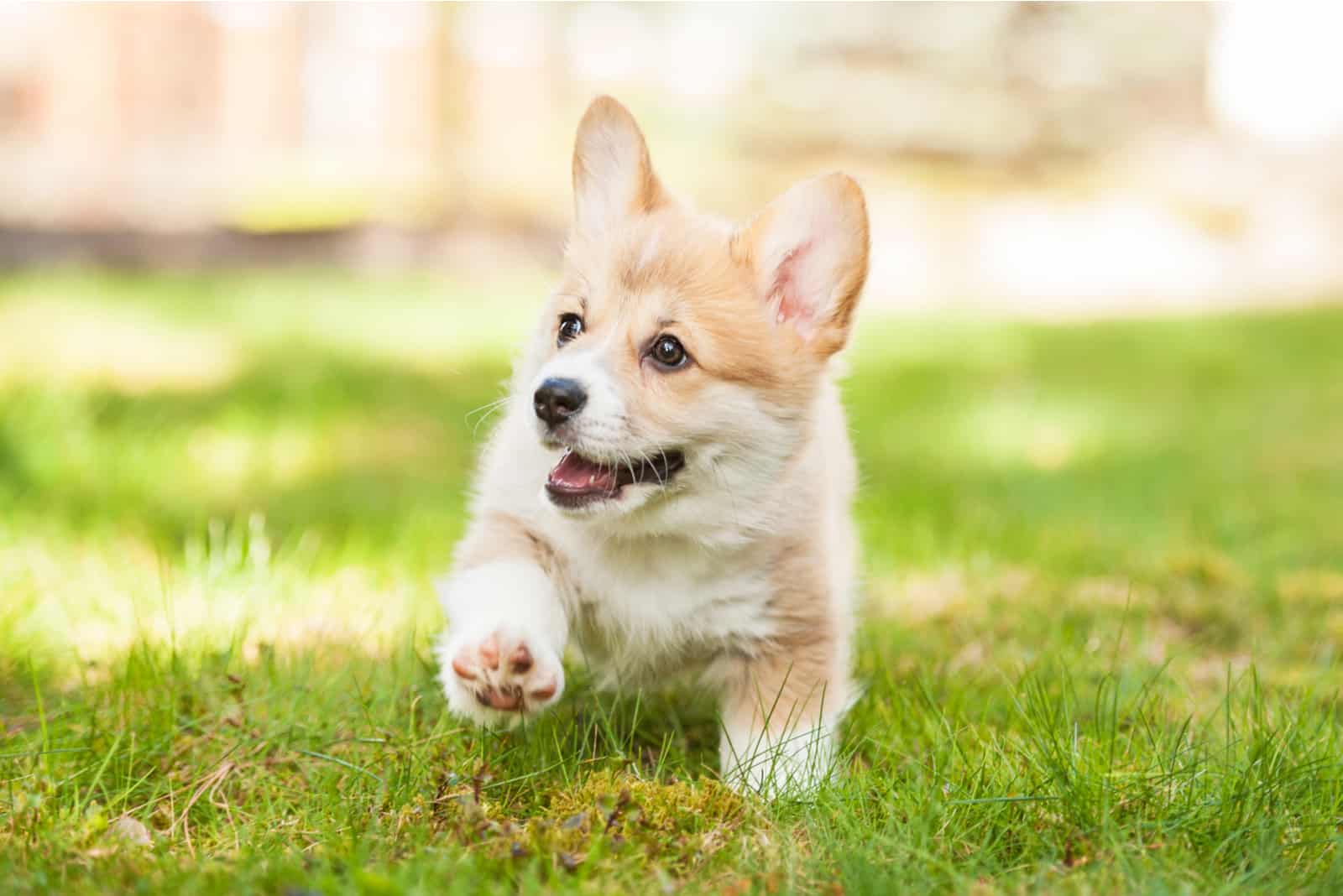 Pembroke welsh corgi puppy running