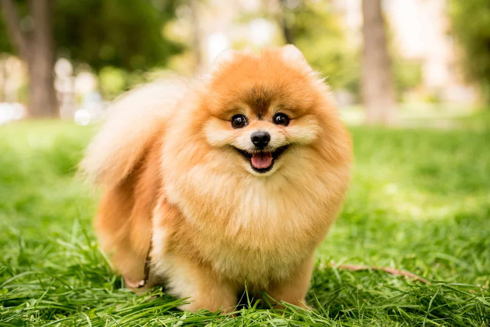 Pomeranian stands on green grass