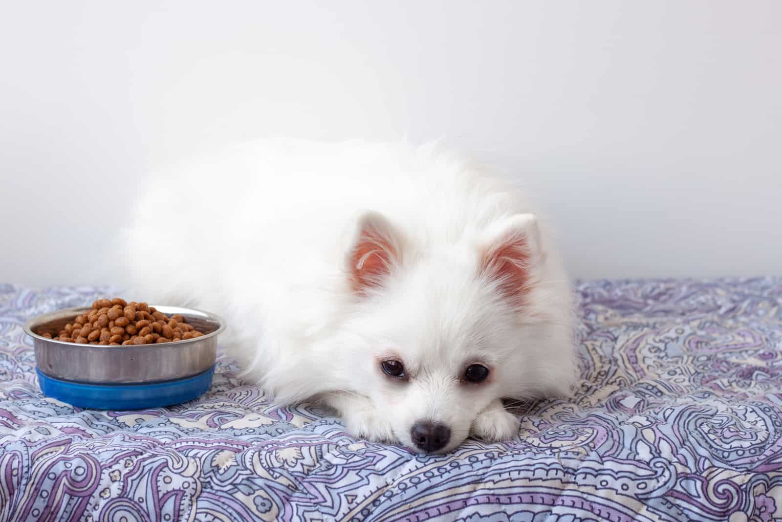 Pomeranian dog lies on the mat next to bowl of food