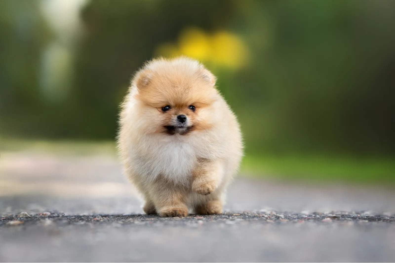 Pomeranian puppy walks down the street