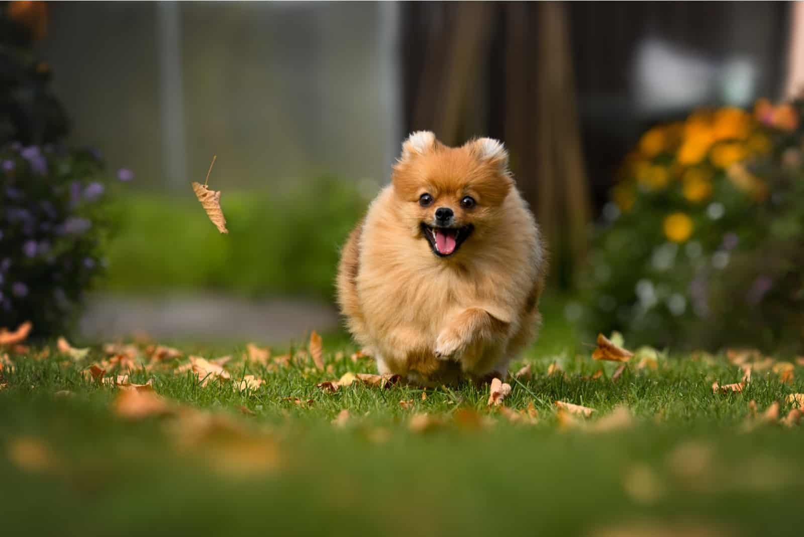 Pomeranian runs across the field