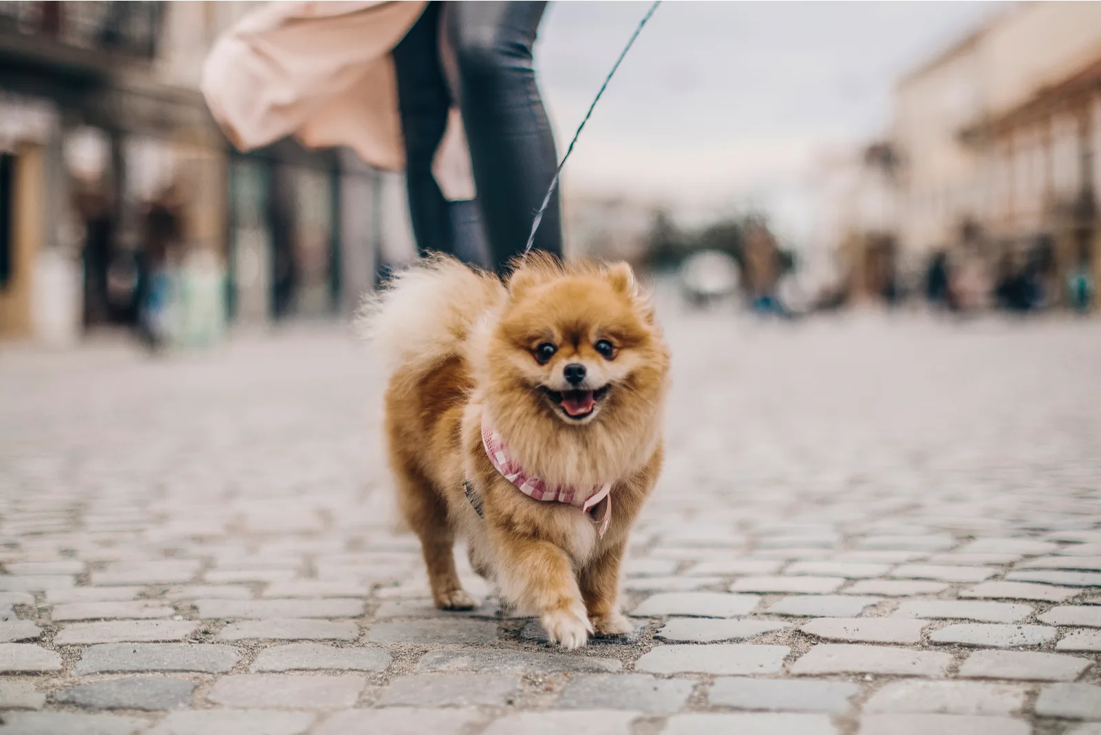 Pomeranian sets on a leash