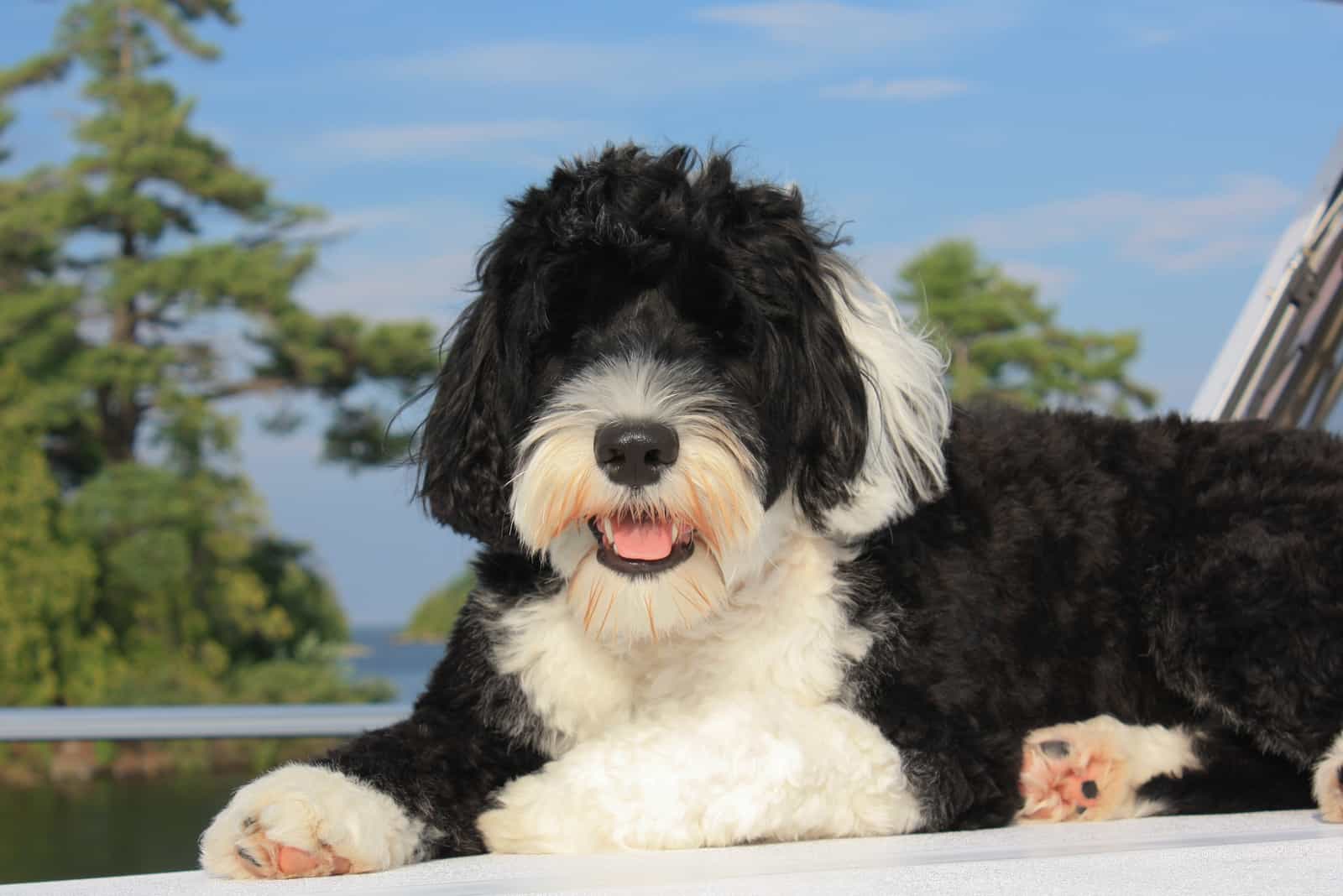 Portuguese Water Dog laying on the bow of the boat