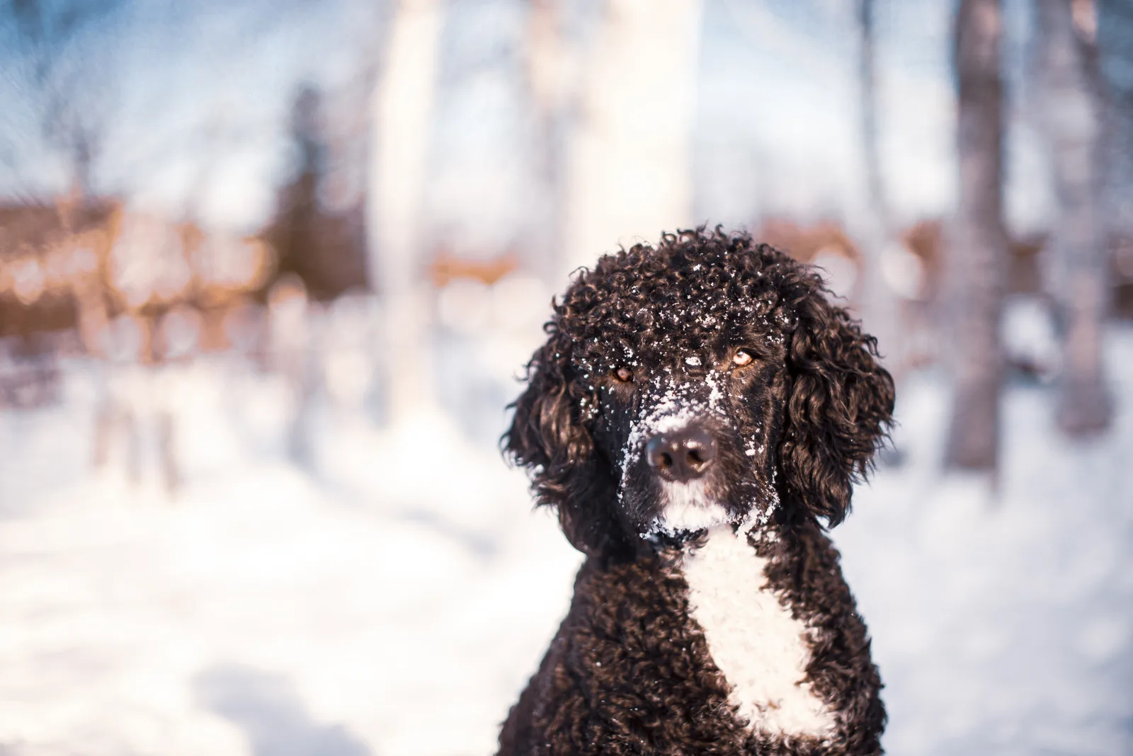 Portuguese Water Dog playing outside in the snow in winter