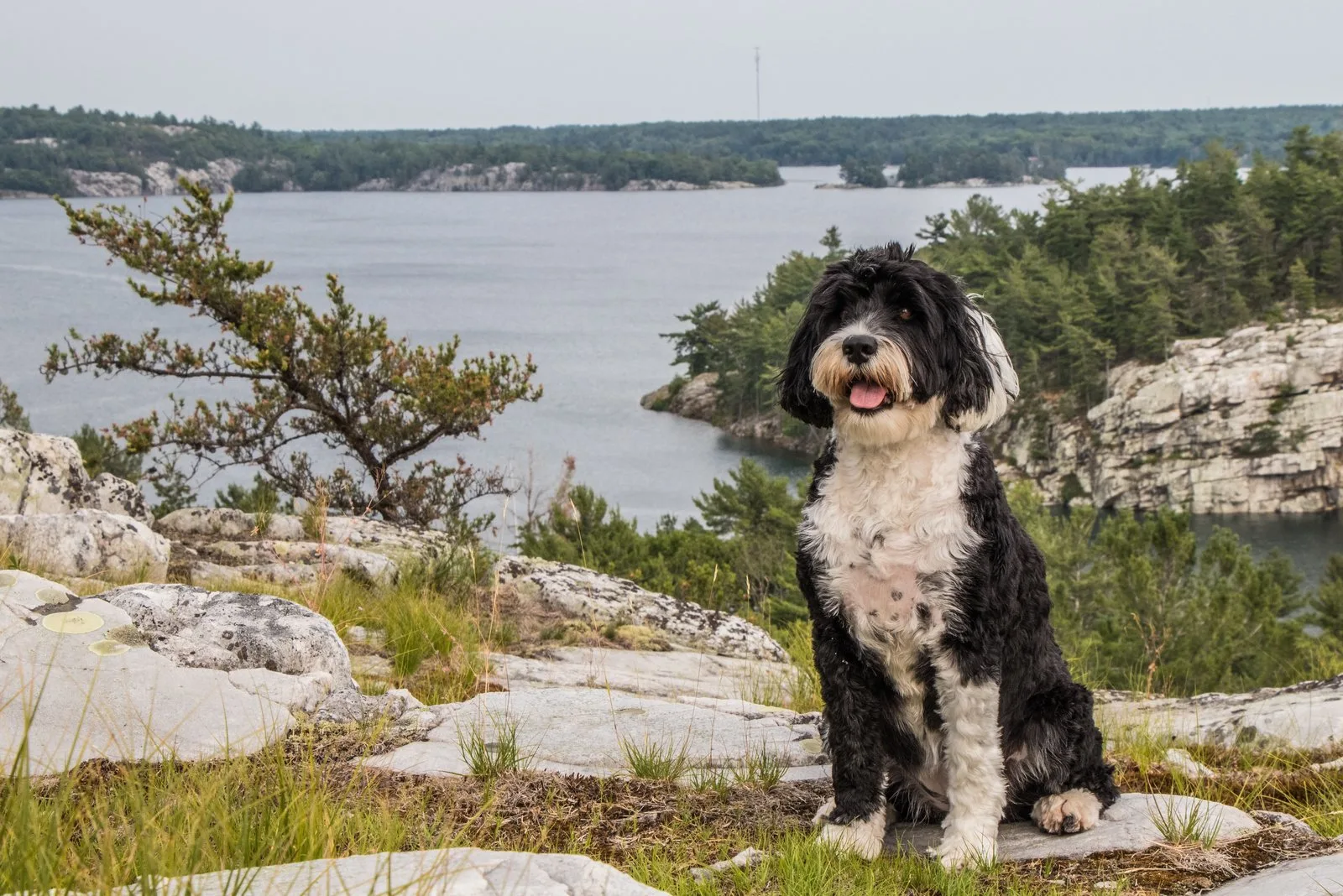 Portuguese Water Dog sitting in nature
