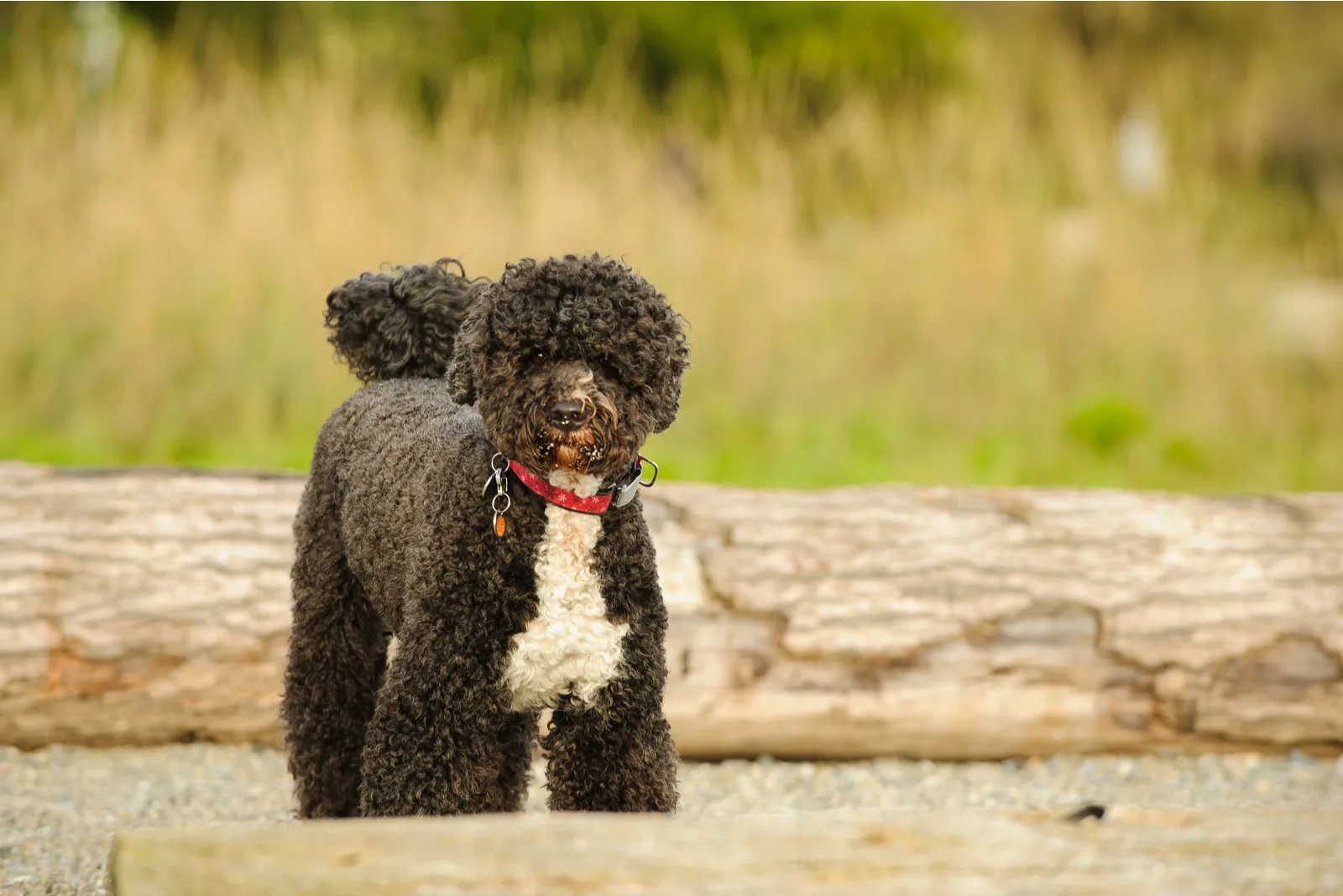 Portuguese Water Dog standing in nature
