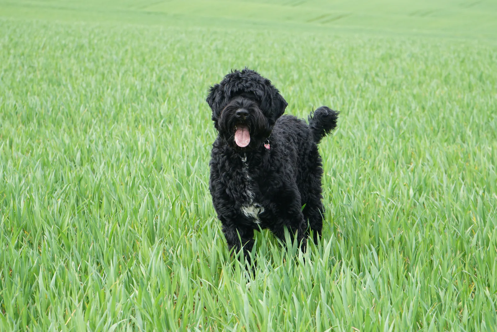 Portuguese water dog in a field