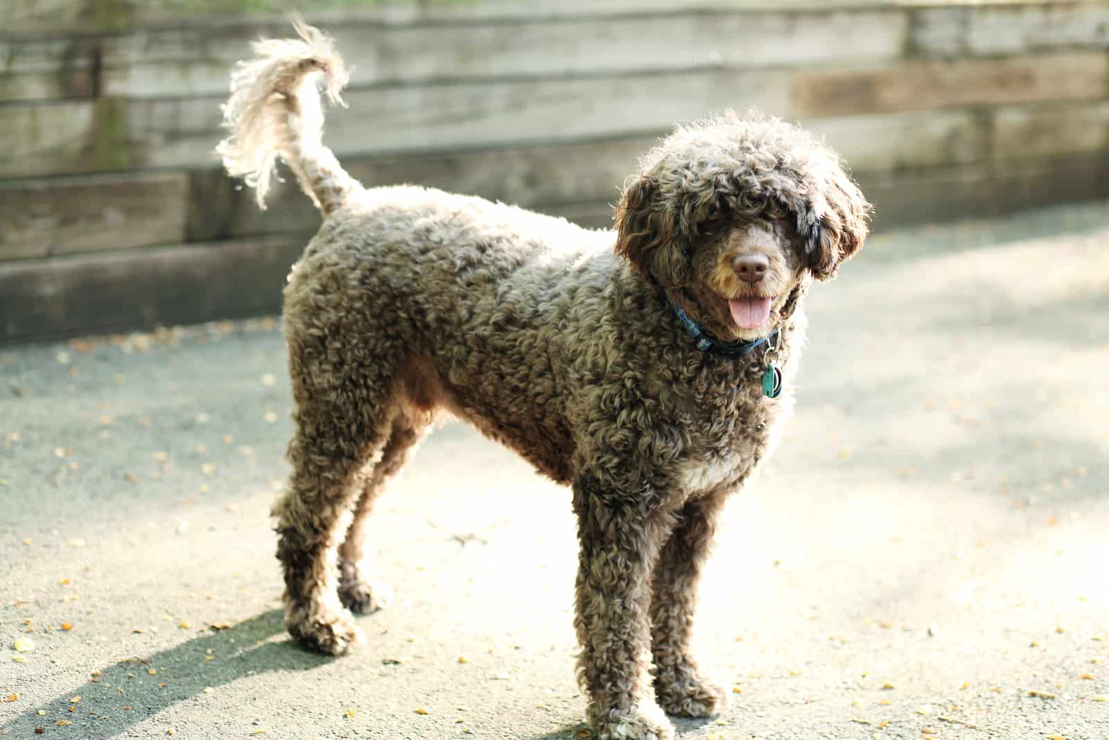 Portuguese water dog wags tail happily