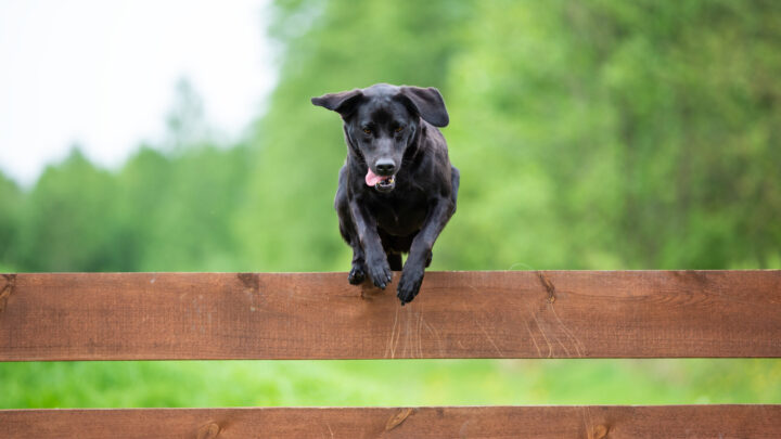 Professional Canine Escape Artists: How To Stop Dog From Jumping Fence