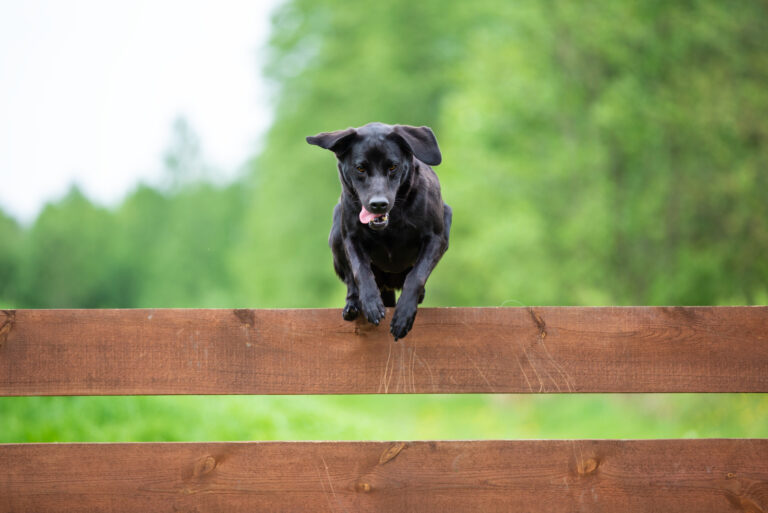 black dog jumping over fence