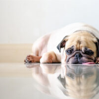 pug lying on floor