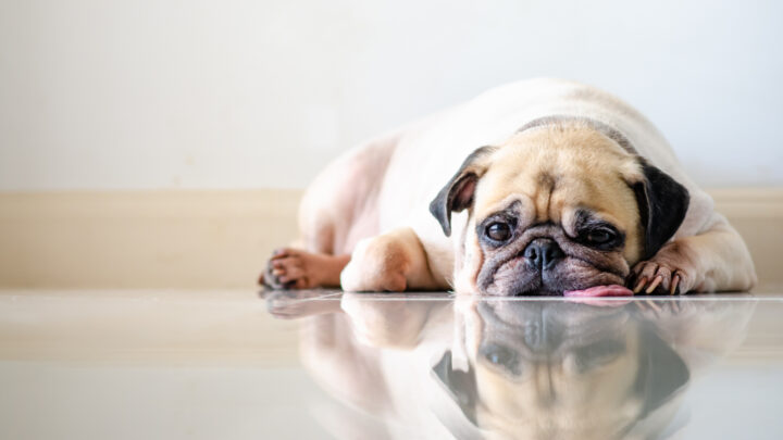 Pug Skin Problems: 8 Reasons Why Your Pet Feels Irritated