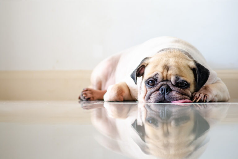 pug lying on floor