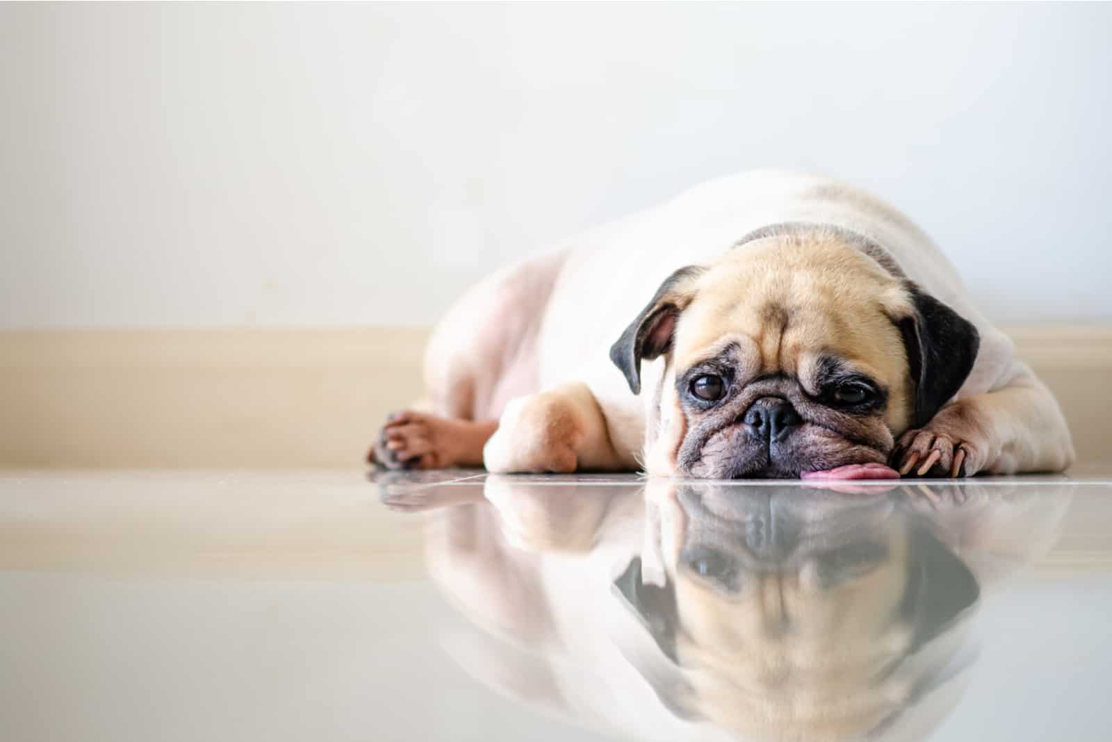 Pug Skin Problems: 8 Reasons Why Your Pet Feels Irritated