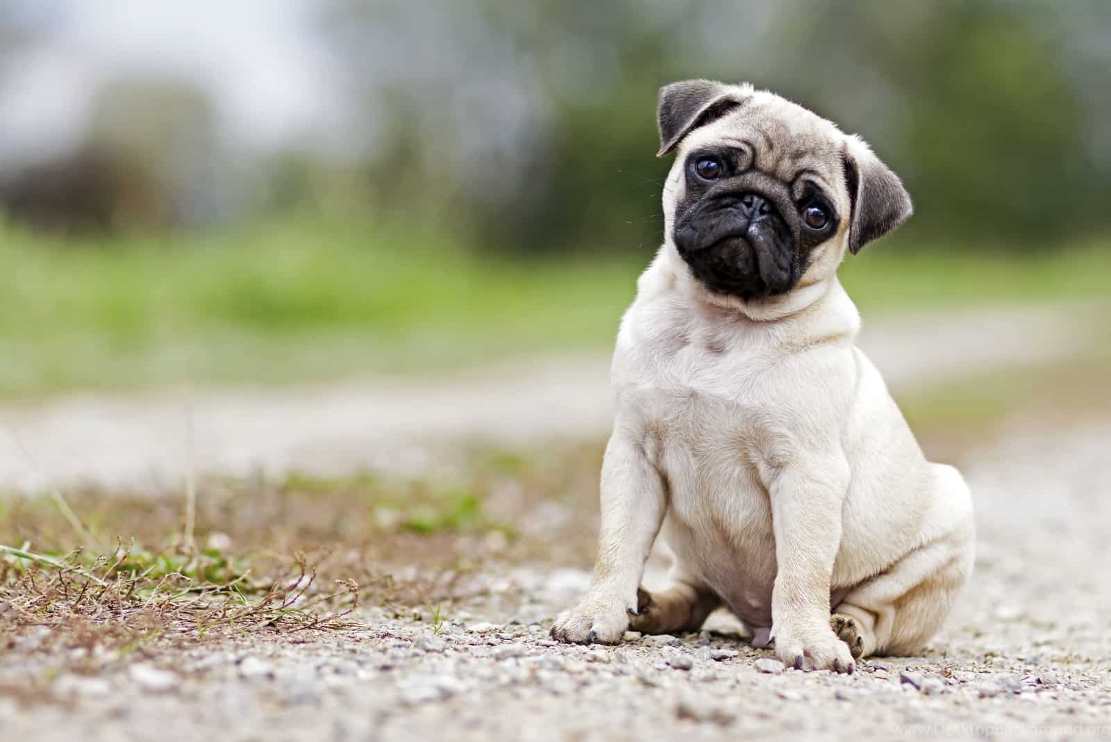 Pug sits and looks at the camera