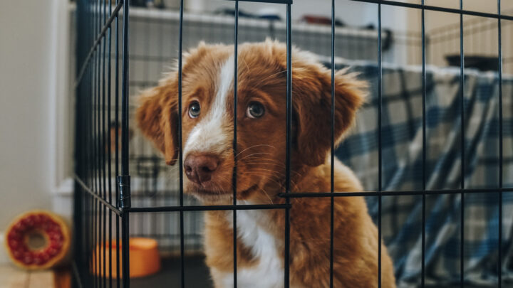Puppy Crying At Night In The Crate: 9 Reasons & How To Help