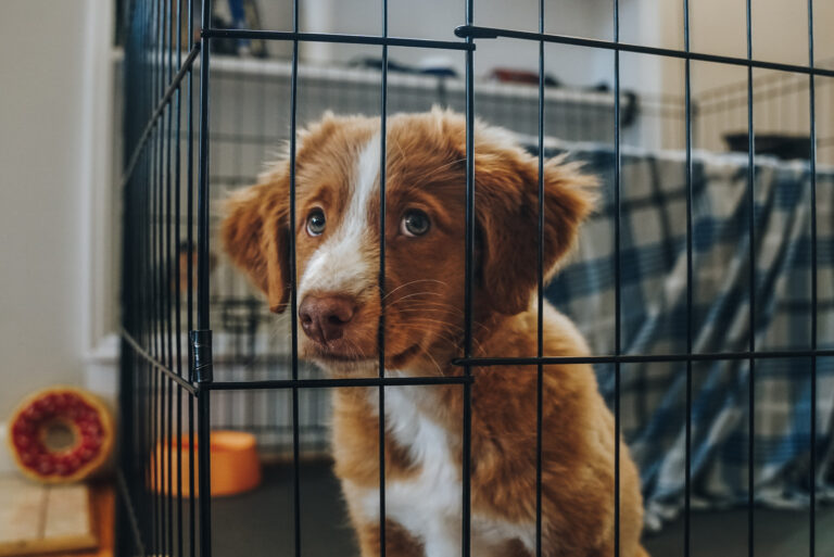 sad puppy in crate
