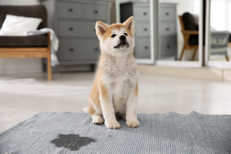Adorable akita inu puppy near puddle on rug at home