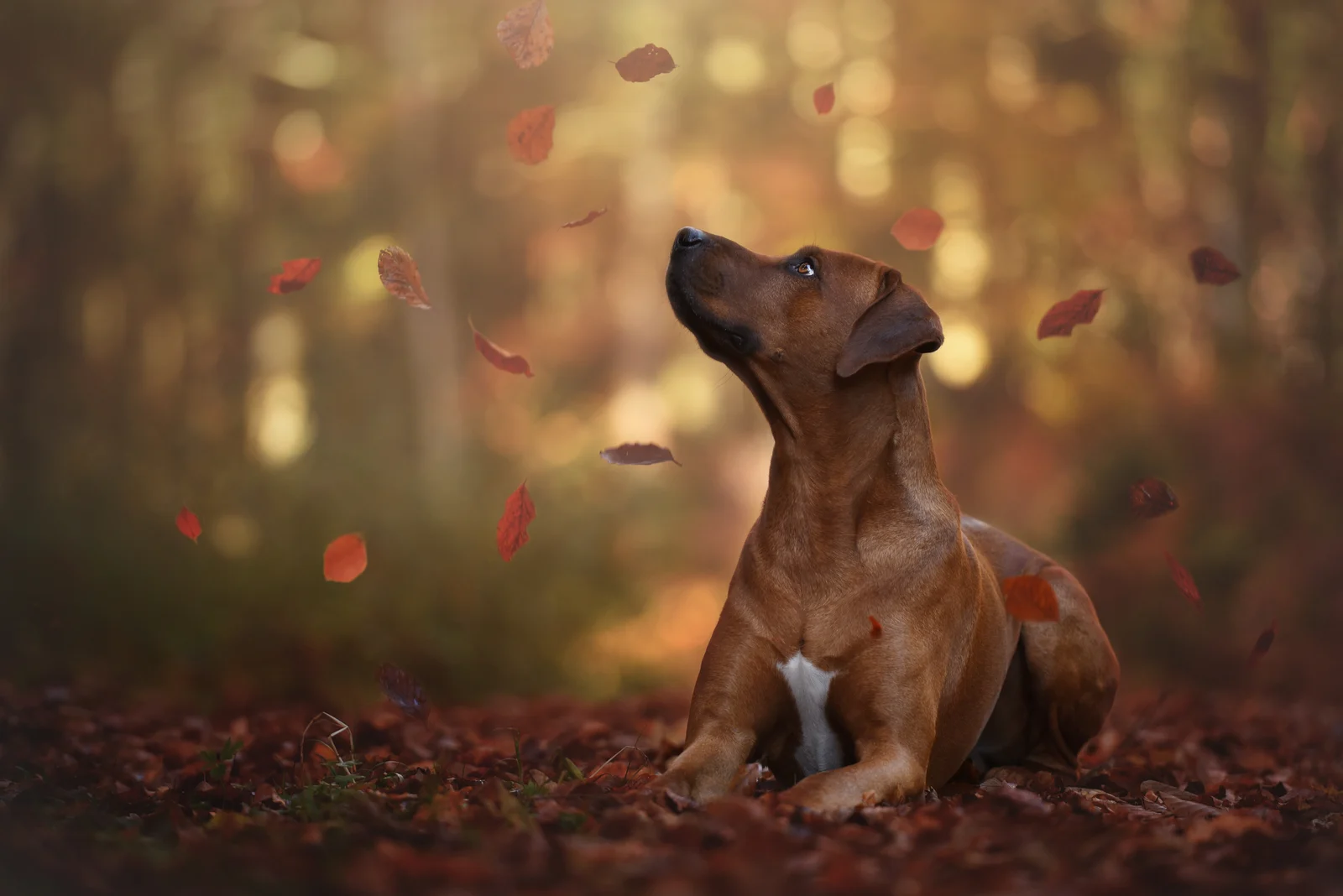 Rhodesian Ridgeback sitting in woods with leaves falling from trees