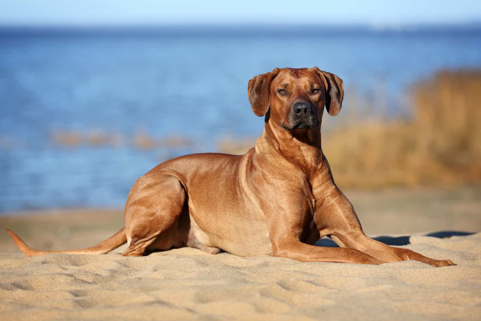 Rhodesian Ridgeback sitting on beach