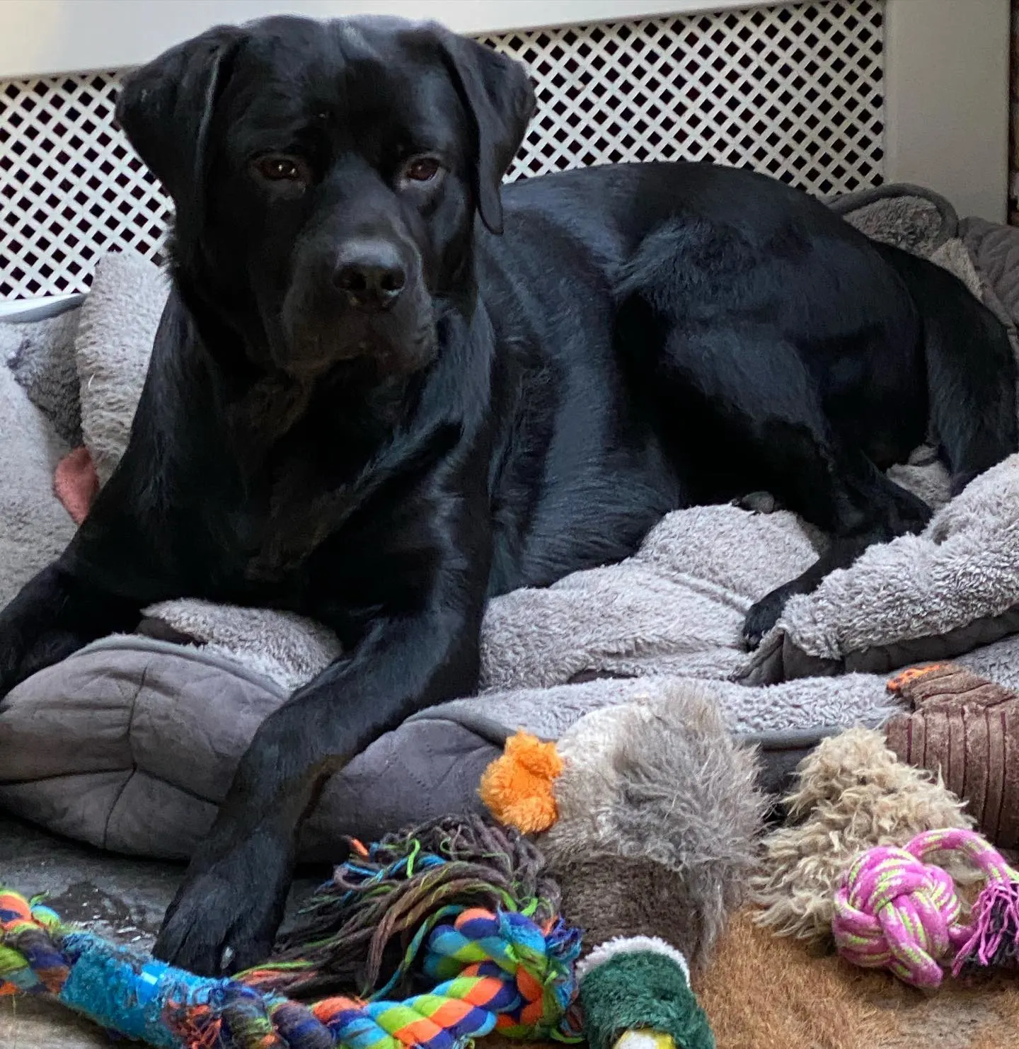 Rottador laying with toys